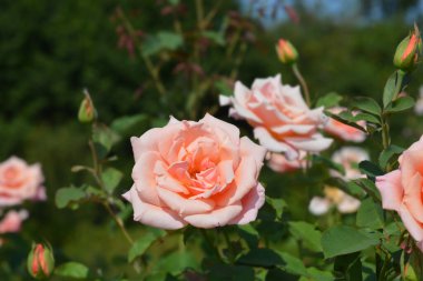 Gül rengi şeftali çiçekleri - Latince adı - Rosa Velika gorica