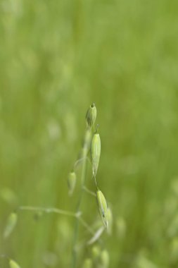 Tarlada yaygın yulaf - Latince adı - Avena sativa