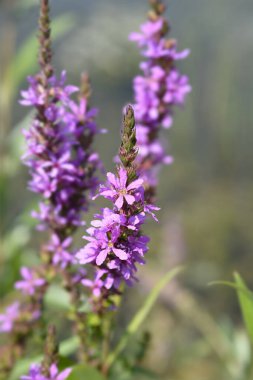 Mor gevşek çiçekleri - Latince adı - Lythrum salicaria