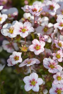 Yosunlu Saxifrage beyaz ve soluk pembe çiçekler - Latince adı - Saxifraga Peri Elması