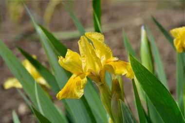 Standart Cüce Sakallı İris Tavşan Ayağı Çiçeği Latince adı İris Tavşan Ayağı