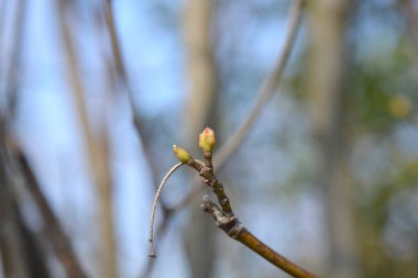 Tomurcuklu Avrupa mesane dalı - Latince adı - Staphylea pinnata