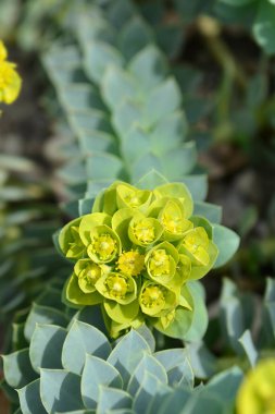 Myrtle spurge flowers - Latin name - Euphorbia myrsinites clipart