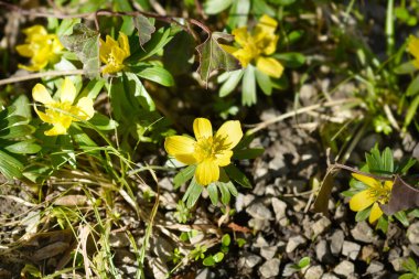 Kış akoniti sarı çiçekleri - Latince adı - Eranthis hyemalis