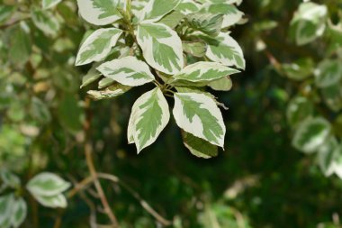 Yeşil ve beyaz kırmızı-osier Dogwood yaprakları - Latince adı - Cornus sericea Silver ve Gold