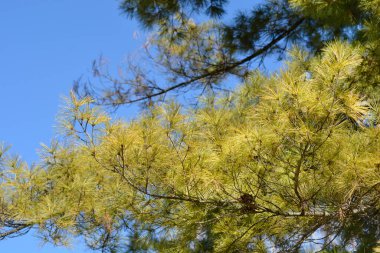Bosna çam dalı - Latince adı - Pinus heldreichii