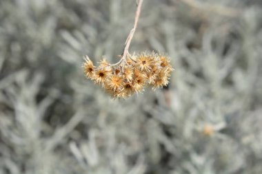 İtalyan ebedi tohumları - Latince adı - Helichrysum italicum