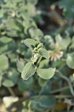 Deniz tarağı Kabuğu Horehound yaprakları - Latince adı - Marrubium supinum