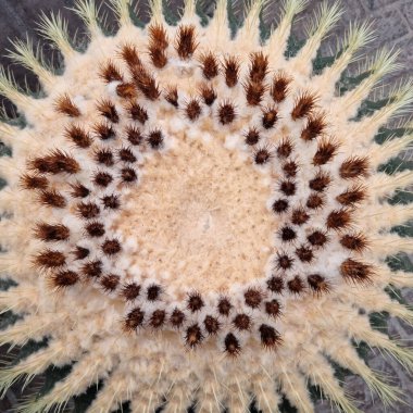 Altın fıçı kaktüs detayı - Latince adı - Kroenleinia grusonii