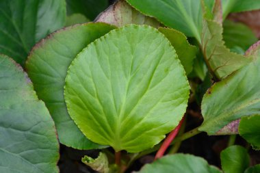 Fil kulakları - Latince adı - Bergenia crassifolia