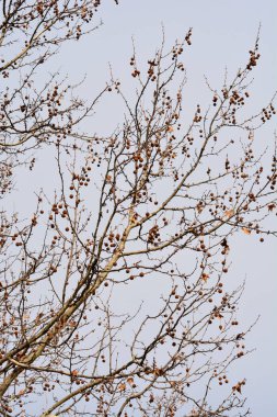 London plane branches with buds and seed against sky - Latin name - Platanus x hispanica clipart