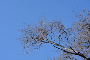 Ejderhalar söğüt dallarını mavi gökyüzüne sürerler - Latince adı - salya matsudana Tortuosa