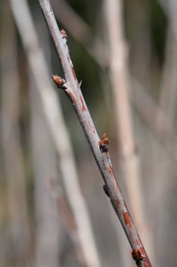 Sweet cherry Kordia branch with buds - Latin name - Prunus avium Kordia clipart