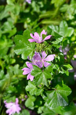 Common mallow flowers - Latin name - Malva sylvestris clipart