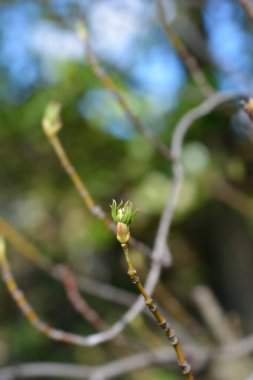 European bladdernut branch with new leaves and flower buds - Latin name - Staphylea pinnata clipart