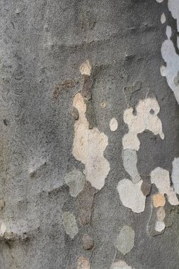 London plane bark detail - Latin name - Platanus x hispanica clipart