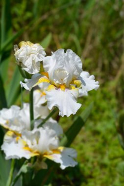 Uzun Sakallı Iris, beyaz, sarı ve mor çiçek - Latin adı - Iris Eagles Goldkist