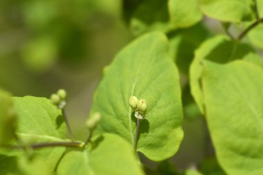 Çiçek tomurcuklu hanımeli dalı- Latince adı Lonicera morrowii