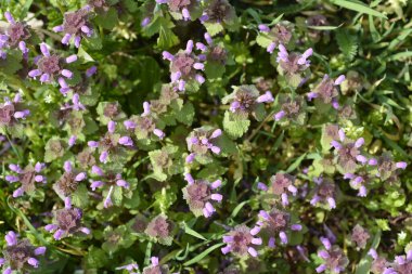 Red dead-nettle flowers - Latin name - Lamium purpureum clipart