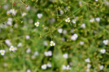 Yaygın su muz çiçekleri - Latince adı - Alizma bitkisi-aquatica