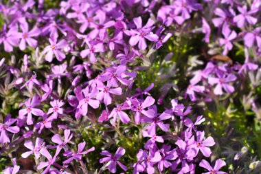 Sürünen Phlox çiçekleri - Latince adı - Phlox subulata