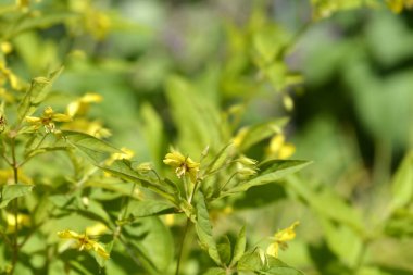 Fringed loosestrife yellow flowers and leaves - Latin name - Lysimachia ciliata clipart