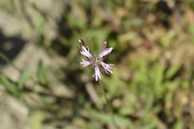 Ragged Robin Flowers - Latince adı Lychnis flos-cuculi