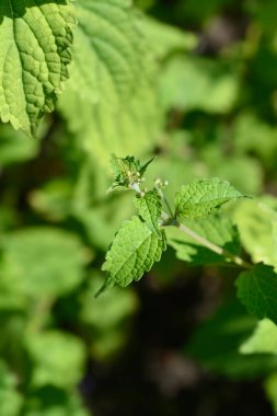 Mavi spiraea çiçeği tomurcukları ve yaprakları - Latince adı - Tripora divaricata