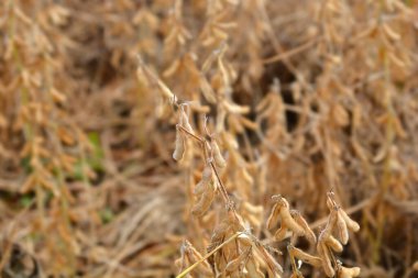 Soybean seed pods in the field - Latin name - Glycine max clipart