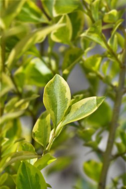 Latince adı Ligustrum ovalifolium Aureum.