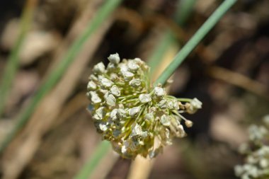 Bahçe soğan başı - Latince adı - Allium cepa