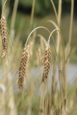 Emmer in the field - Latin name - Triticum dicoccon clipart