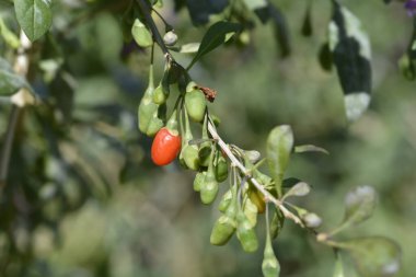 Chinese boxthorn branch with fruit - Latin name - Lycium chinense clipart