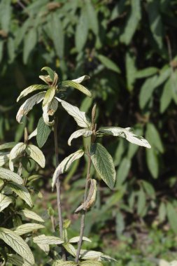 Variegated leatherleaf viburnum leaves - Latin name - Viburnum rhyridophyllum Variegatum clipart