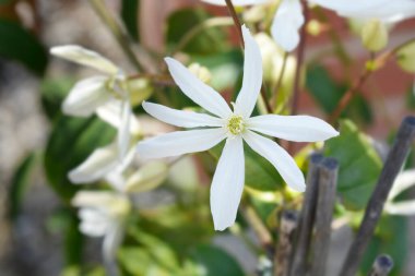 Armand Clematis Çiçeği - Latince adı - Clematis Armandii