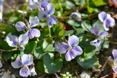 Yaygın mavi menekşe çiçekleri - Latince adı - Viola sororia F. priceana