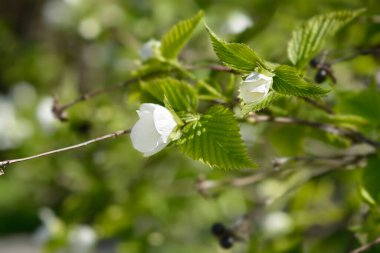 Black jet-bead branch with flowers - Latin name - Rhodotypos scandens clipart