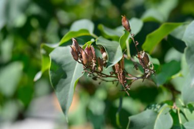 Early hybrid lilac branch with seed pods - Latin name - Syringa x hyacinthiflora Esther Staley clipart