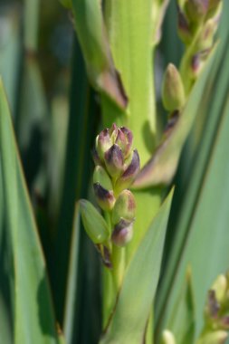 Spanish dagger flower buds - Latin name - Yucca gloriosa clipart