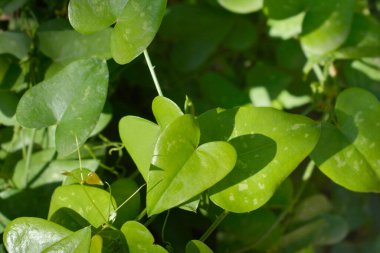 Smilax yaprakları - Latince adı - Smilax aspera