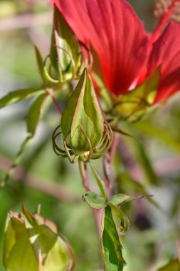 Scarlet rosemallow flower bud - Latin name - Hibiscus coccineus clipart