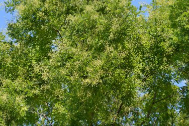 Weeping Japanese pagoda tree branches with fruit - Latin name - Sophora japonica pendula clipart