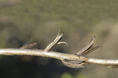 Gece kuşağı çuha tohumu tohumları Latince adı Oenothera nocturna