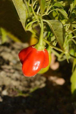 Chilli pepper fruit and leaves - Latin name - Capsicum baccatum Christmas Bell clipart