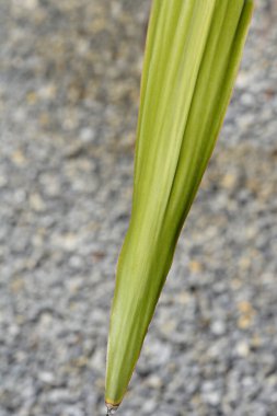 Gymea Lily Latince adı Doryanthes Excelsa 'dan ayrılıyor.