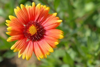 Great blanket flower - Latin name - Gaillardia aristata clipart