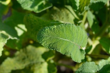 Transilvanya adaçayı yaprakları - Latince adı - Salvia transsylvanica