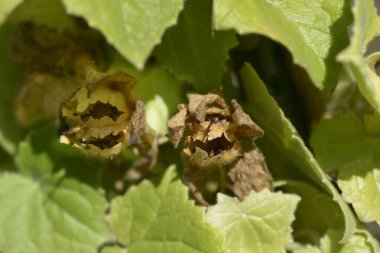 Creeping Gloxinia seed capsule - Latin name - Lophospermum erubescens clipart