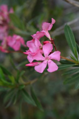 Yaygın bulunan pembe zakkum çiçekleri - Latince adı - Nerium zakkum