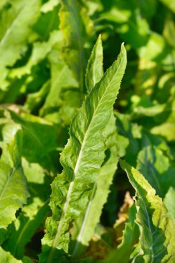 Türk roket yaprakları - Latince adı - Bunias orientalis